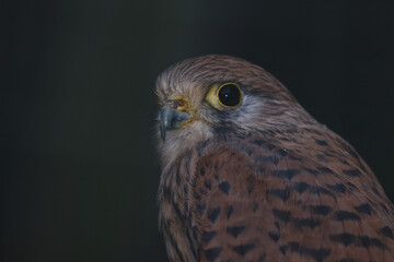 Turmfalke / Common kestrel / Falco tinnunculus