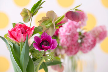 スカビオサ　春の花   水玉