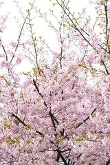 大漁桜