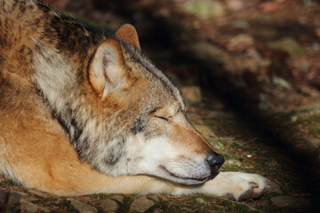 Wolf / Wolf / Canis lupus.