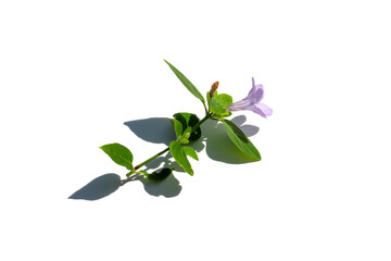 Close up of prostrate wild petunia, Bell Weed plant on white background with shadow.