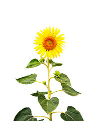 sunflower isolated on white