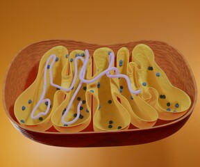 3D Mitochondrial DNA is the small circular chromosome found inside mitochondria - obrazy, fototapety, plakaty