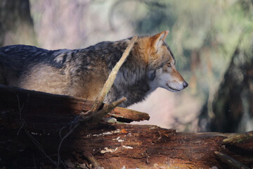 Wolf / Wolf / Canis lupus