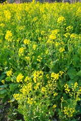 菜の花