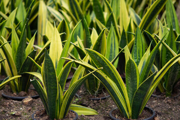 Obraz premium Sansevieria (Dracaena), succulent plants. Long leaves, pointed and hard. The margins of the leaves are yellow in the middle of the green leaves. Ornamental plant for garden decoration and air filter.