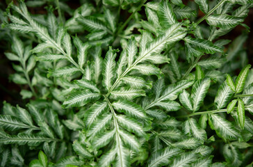 Naklejka na ściany i meble Natural green-white leaves pattern of Silver lace fern, Slender brake fern, Sword brake fern in the tropical garden for background. (Pteris ensiformis)