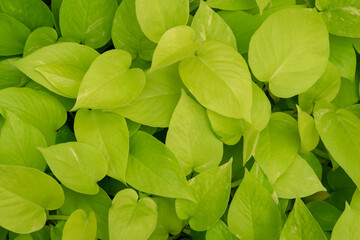 Natural background of Epipremnum aureum plants, beautiful golden and neon color of leaves...