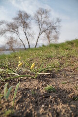 Spring, primroses, sleep grass,