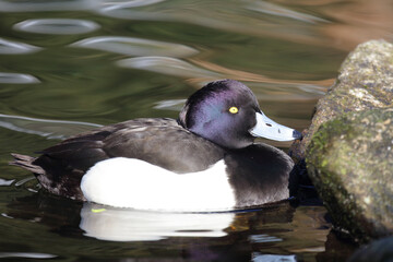 Fototapeta premium Reiherente / Tufted duck / Aythya fuligula