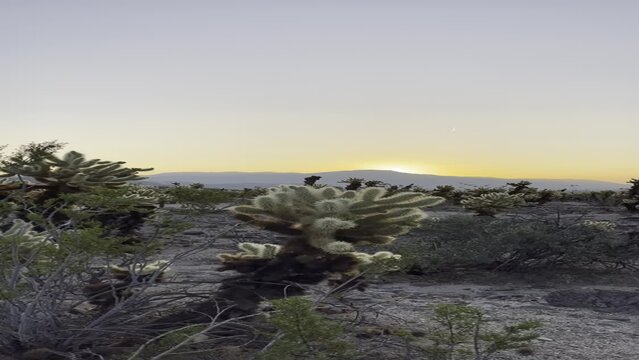 Sunrise at Cholla Cactus Garden