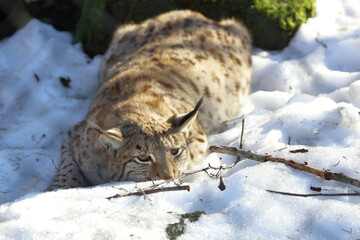 Eurasischer Luchs / Eurasian lynx / Lynx lynx