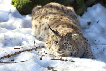 Eurasischer Luchs / Eurasian lynx / Lynx lynx