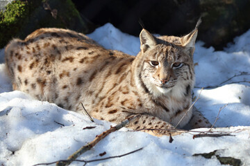 Eurasischer Luchs / Eurasian lynx / Lynx lynx