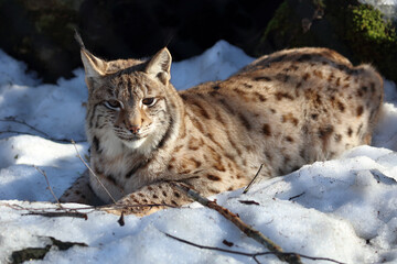 Eurasischer Luchs / Eurasian lynx / Lynx lynx