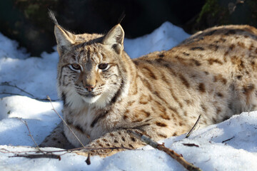 Eurasischer Luchs / Eurasian lynx / Lynx lynx