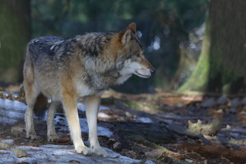 Wolf / Wolf / Canis lupus