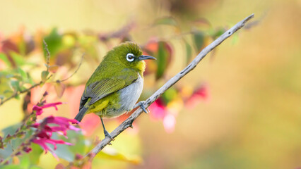 Sri Lanka white-eye Bird perched in a branch against the natural colorful background. The endemic...