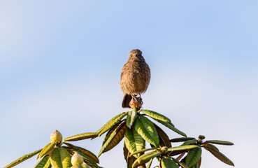 Pied bushchat female sitting on top of azalea leaves on horton plains.
