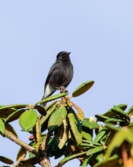 Pied bushchat male bird perched on top of azalea tree in Horton plains close-up shot.