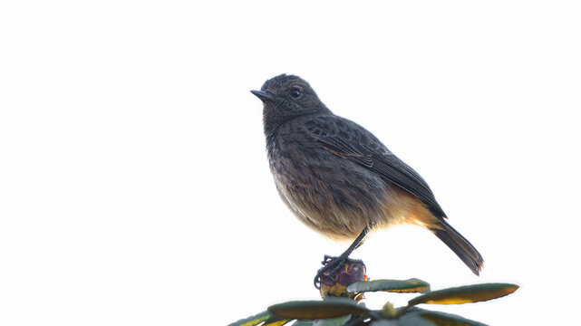Pied bushchat female close up shot, glowing underneath the feathers.