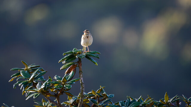Paddyfield pipid bird front view, sitting on top of an azalea tree.