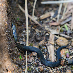 Common rough-sided snake known as dalawa medilla which lives in highland areas. Endangered endemic species in Sri Lanka.
