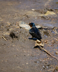 Indian swiftlet bird on the ground searching for water in the Horton plains national park.