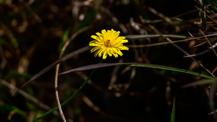 Beautiful yellow Dandelion flower (Taraxacum officinale) in Horton plains national park, close-up shot.