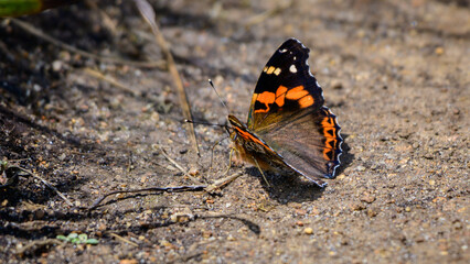 Fototapeta na wymiar Indian red admiral butterfly basking sun in the morning. Beautiful butterfly spotted in the ground at Horton plains national park.