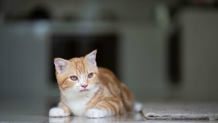 close up photo of orange cat © SombatDL
