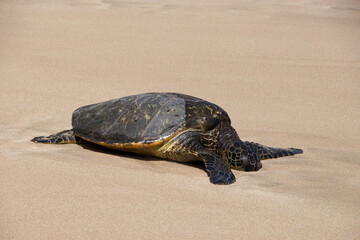 Slaughterhouse Beach, Maui, Hawaii
