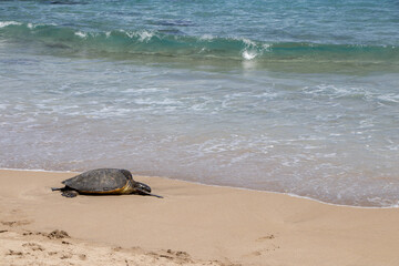 Slaughterhouse Beach, Maui, Hawaii