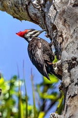 A black, white, and red pileated woodpecker works on opening up a hole in a dead trunk of a tree against a clear blue sky at Ding Darling National Wildlife Refuge on Sanibel Island, Florida.