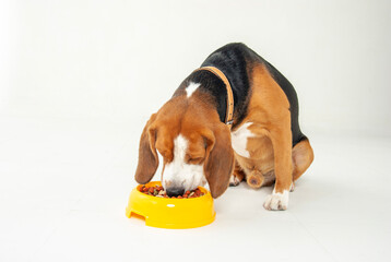 食事中のビーグル犬
