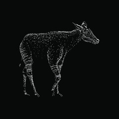 okapi illustration isolated on black background