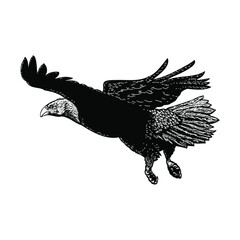 Fototapeta premium bald eagle illustration isolated on white background