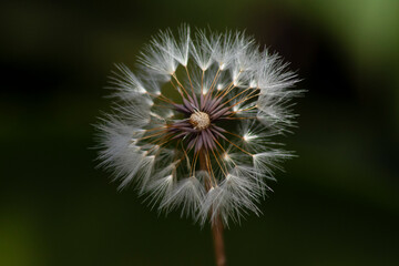 Dandelion, Taraxacum officinale