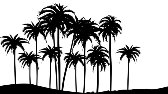 Silhouettes of palm trees. Vector design template. Isolated white background