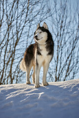 Cute siberian husky dog portrait in sunny winter forest.