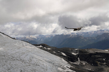 View of an Andean condor, Vultur gryphus, flying over glacier Alerce ice field in Tronador hill,...
