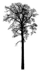 Silhouette of a tree on a white background. Realistic black and white illustration of a pine tree.
