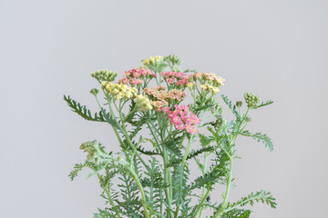 アキレア・ガーデニング・園芸・花・植物・ポット