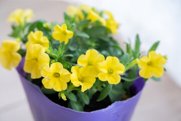 カリブラコア・ガーデニング・園芸・花・植物・ポット