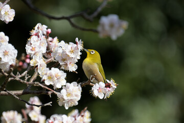 白梅の蜜を吸っているメジロ