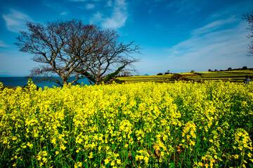 長崎鼻の菜の花