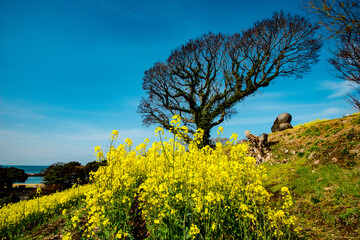長崎鼻の菜の花