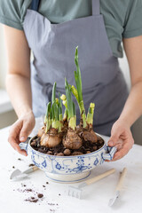 Young woman in the apron plants bulbs of narcissus in a vintage soup pot. Spring time. Concept of home garden, flowers, domestic life. Lifestyle