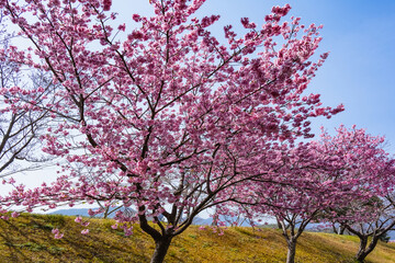 Fototapeta premium 桜つつみ公園の陽光