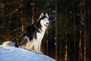 Portrait siberian husky dog in sunny winter forest.